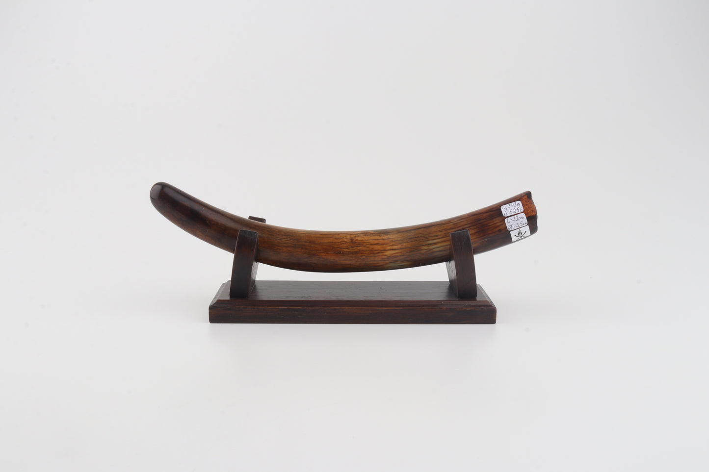 Restored woolly mammoth tusk