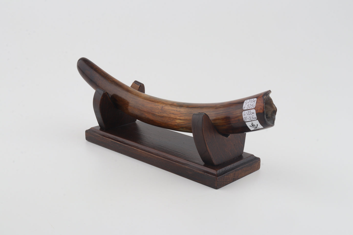 Restored woolly mammoth tusk