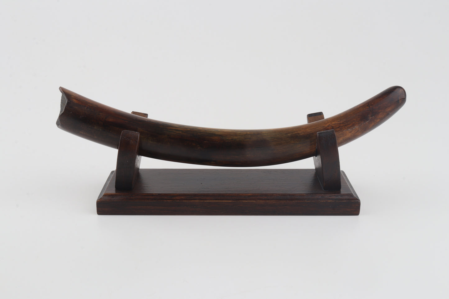 Restored woolly mammoth tusk