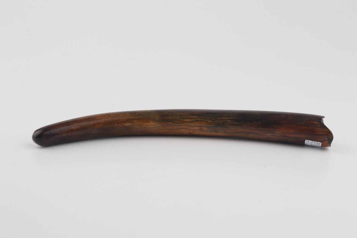 Restored woolly mammoth tusk