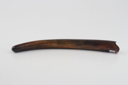 Restored woolly mammoth tusk