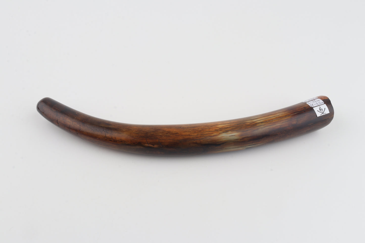 Restored woolly mammoth tusk