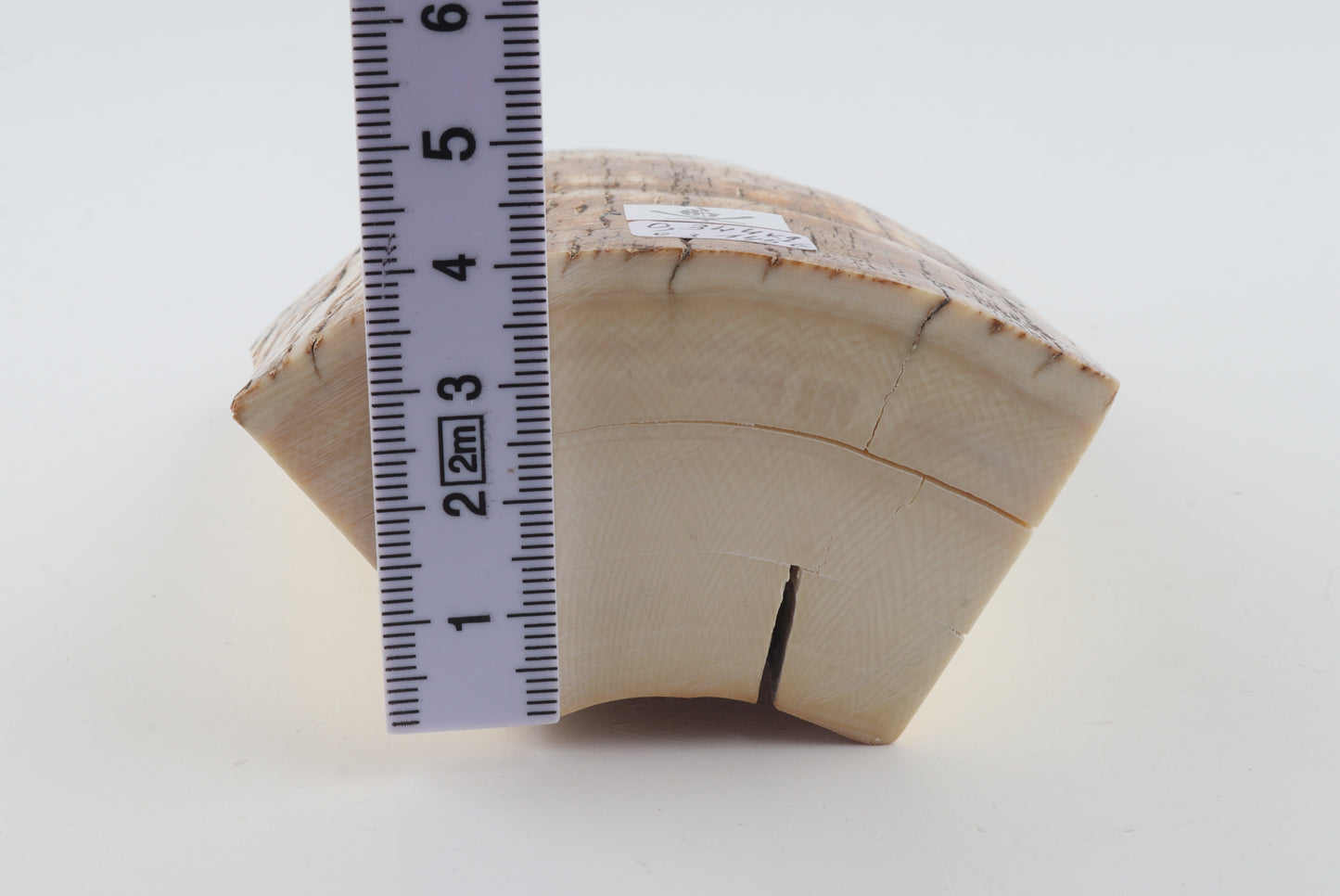 Natural mammoth ivory piece