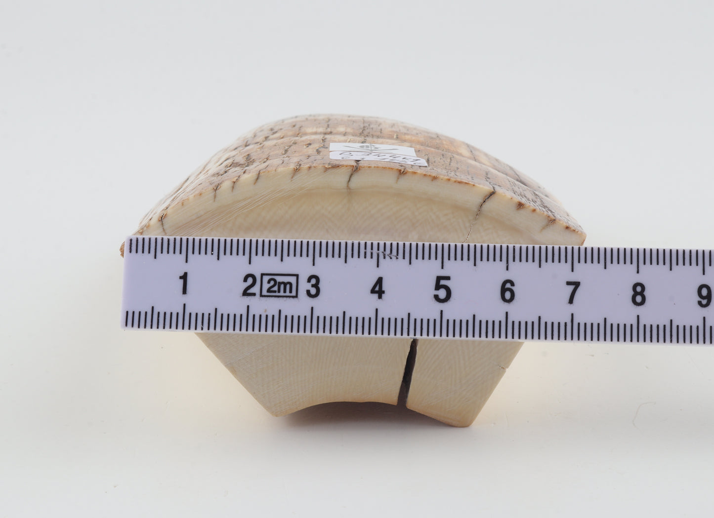 Natural mammoth ivory piece