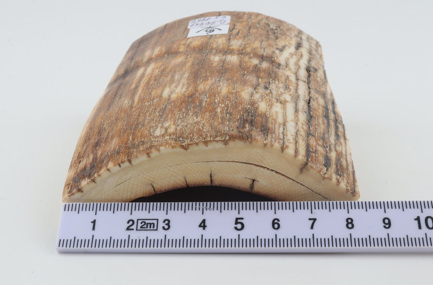 Natural mammoth ivory piece