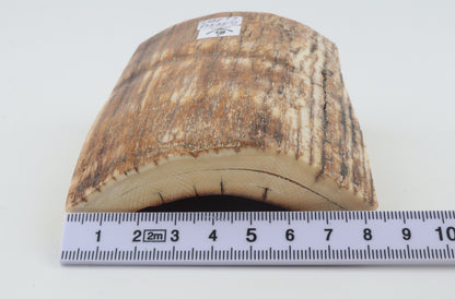 Natural mammoth ivory piece