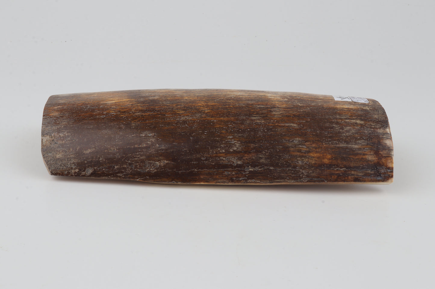 Natural woolly mammoth bark