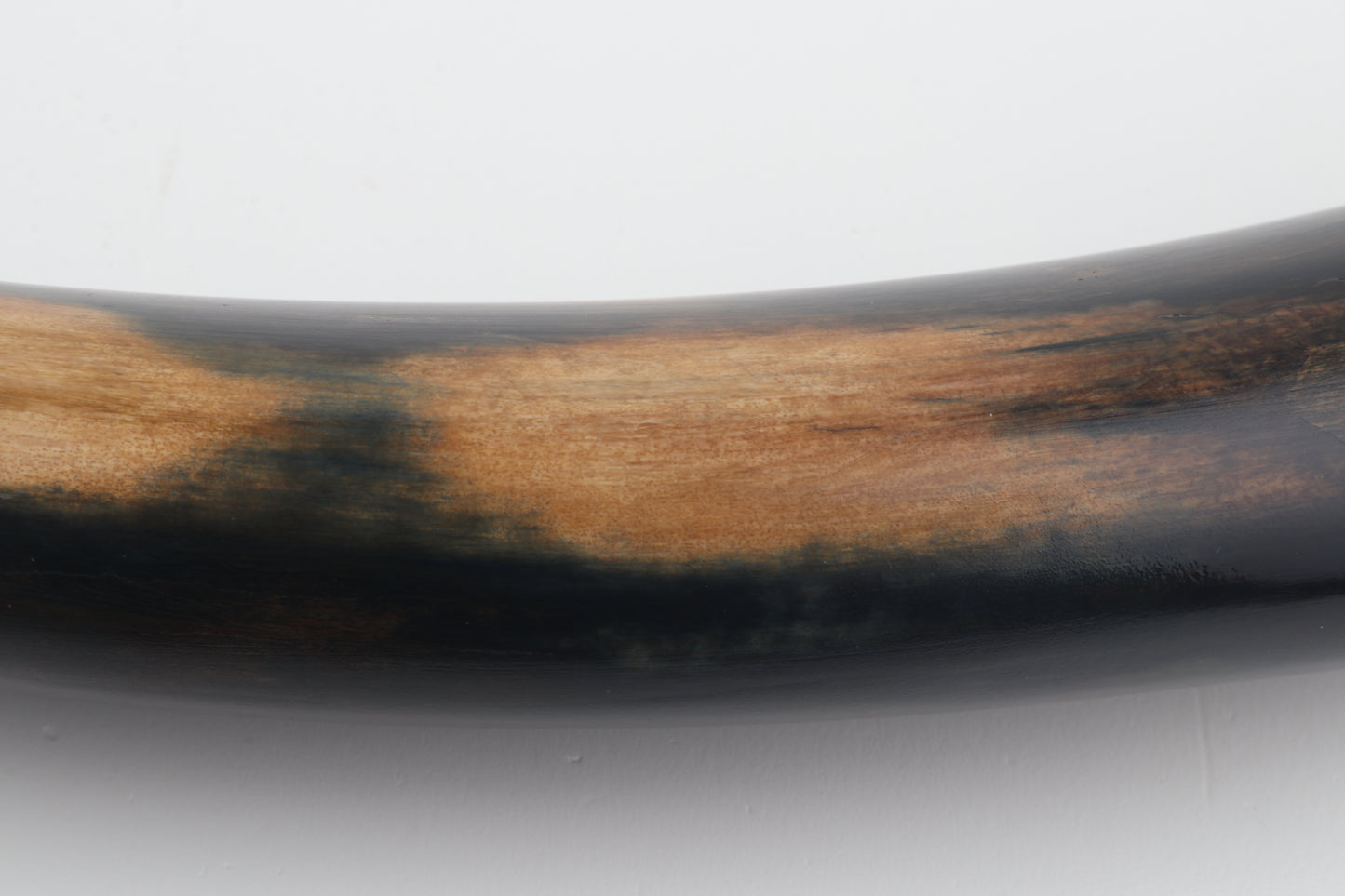 Restored woolly mammoth tusk