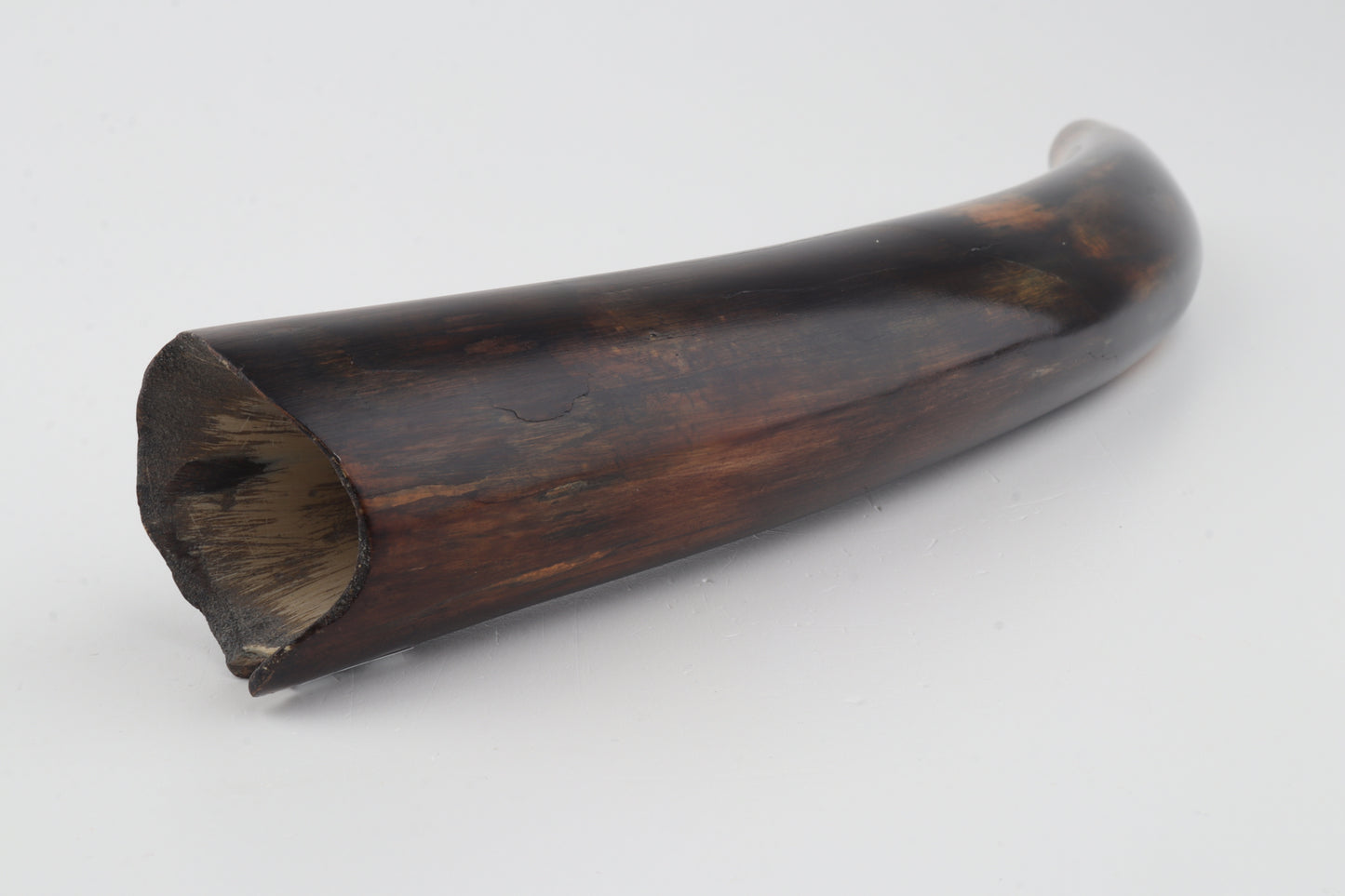 Restored woolly mammoth tusk