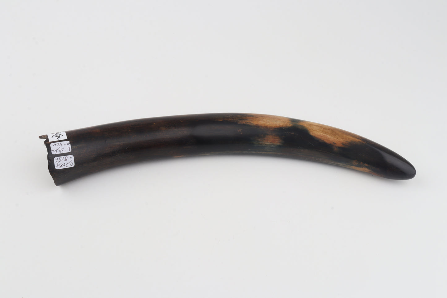 Restored woolly mammoth tusk