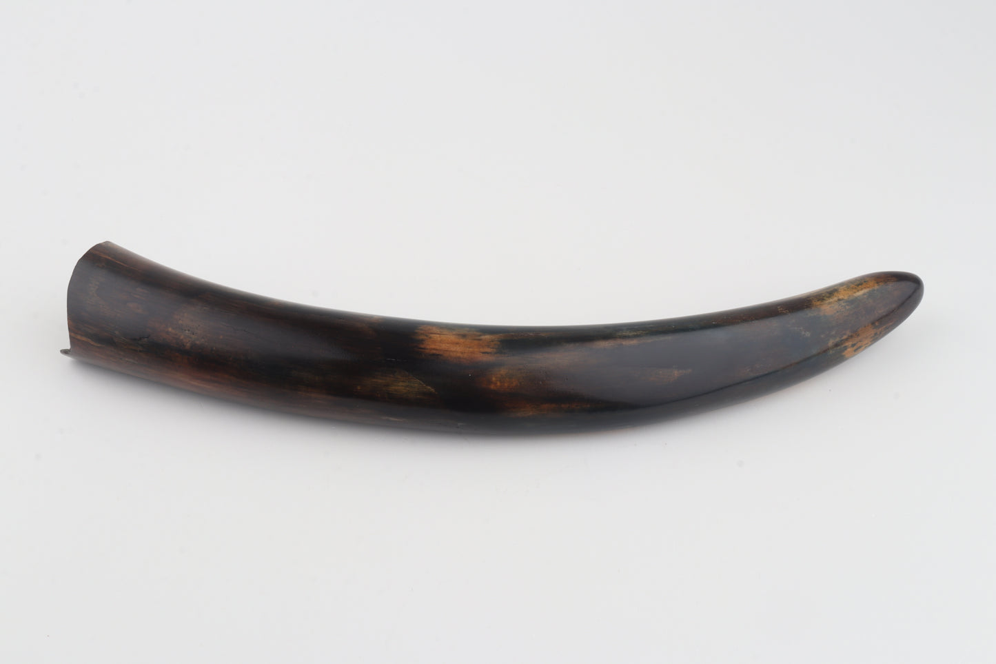 Restored woolly mammoth tusk