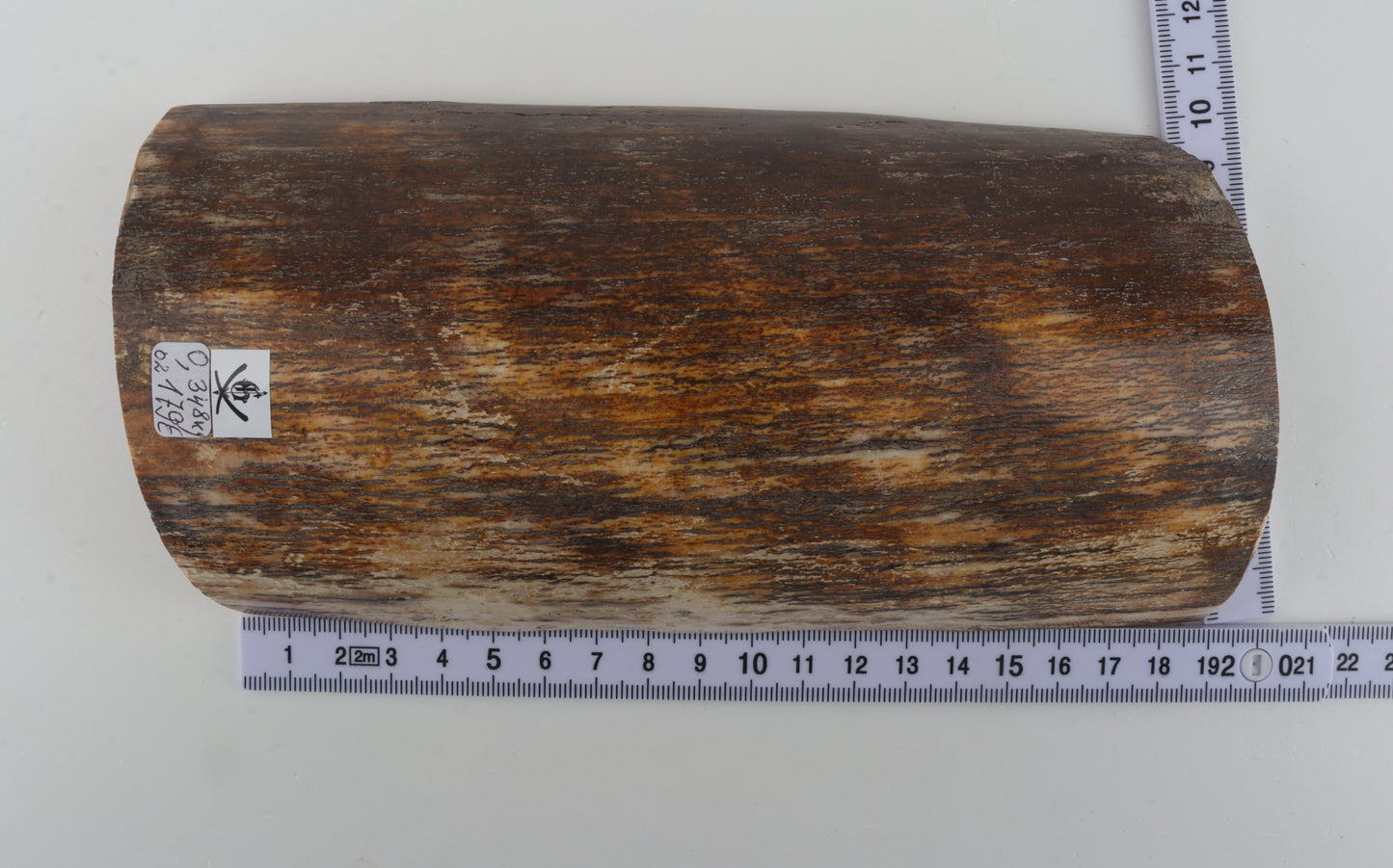 Natural woolly mammoth bark