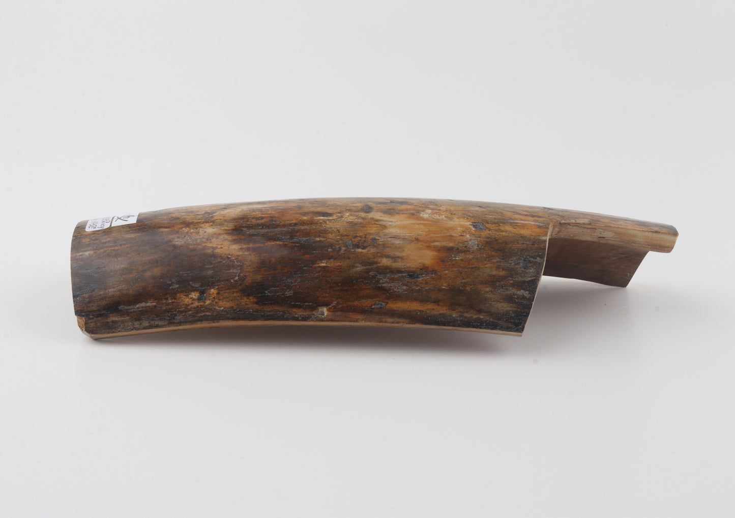 Brown-orange mammoth bark
