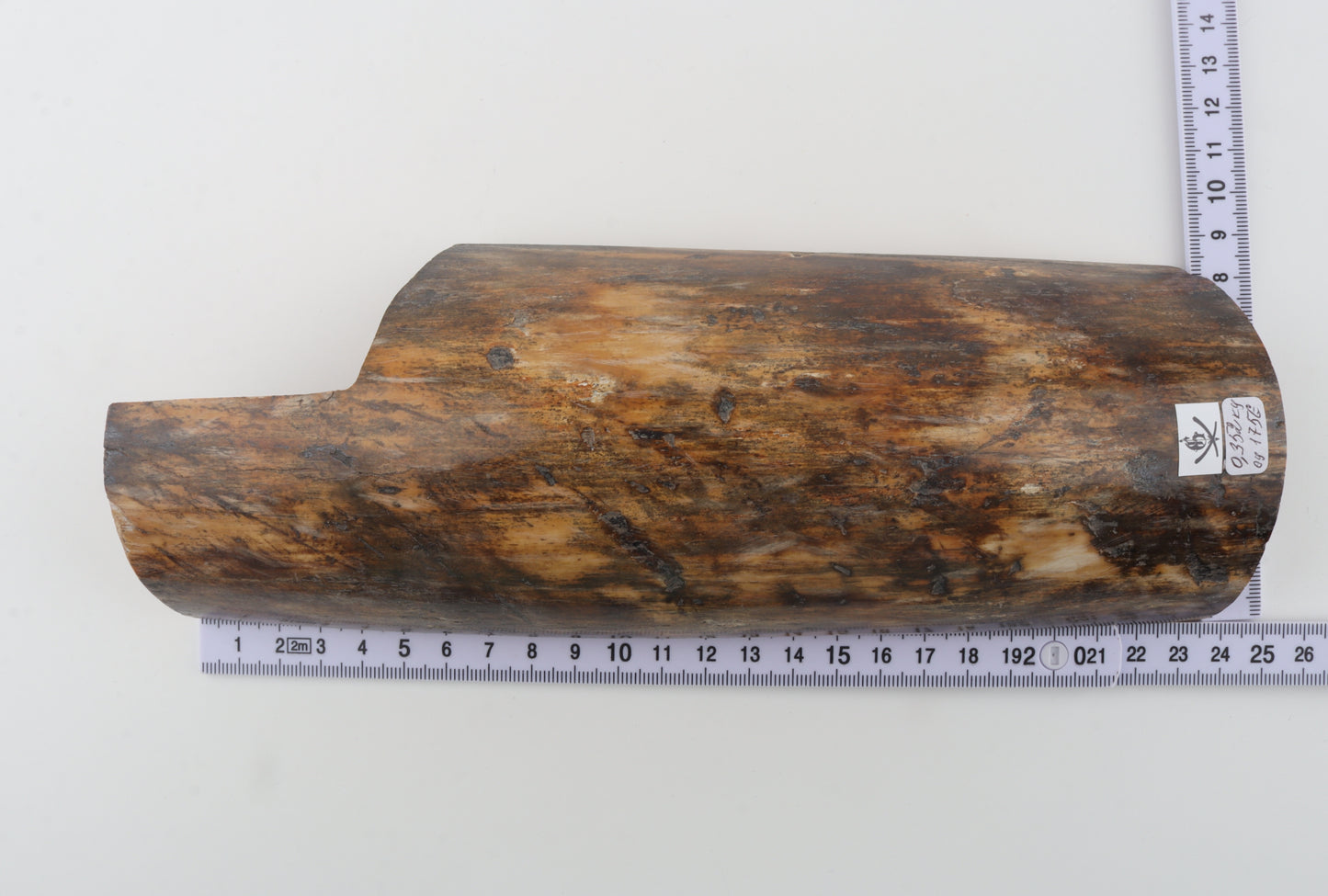 Brown-orange mammoth bark