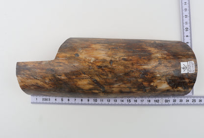 Brown-orange mammoth bark
