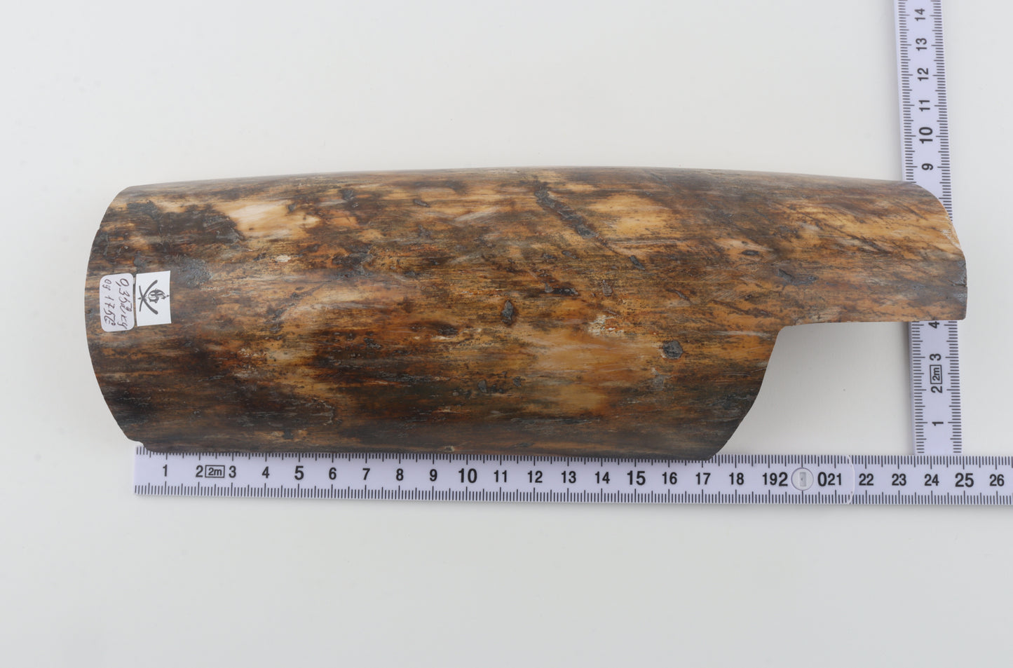 Brown-orange mammoth bark