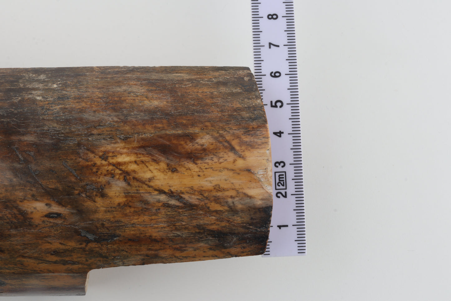 Brown-orange mammoth bark