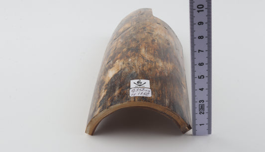 Brown-orange mammoth bark