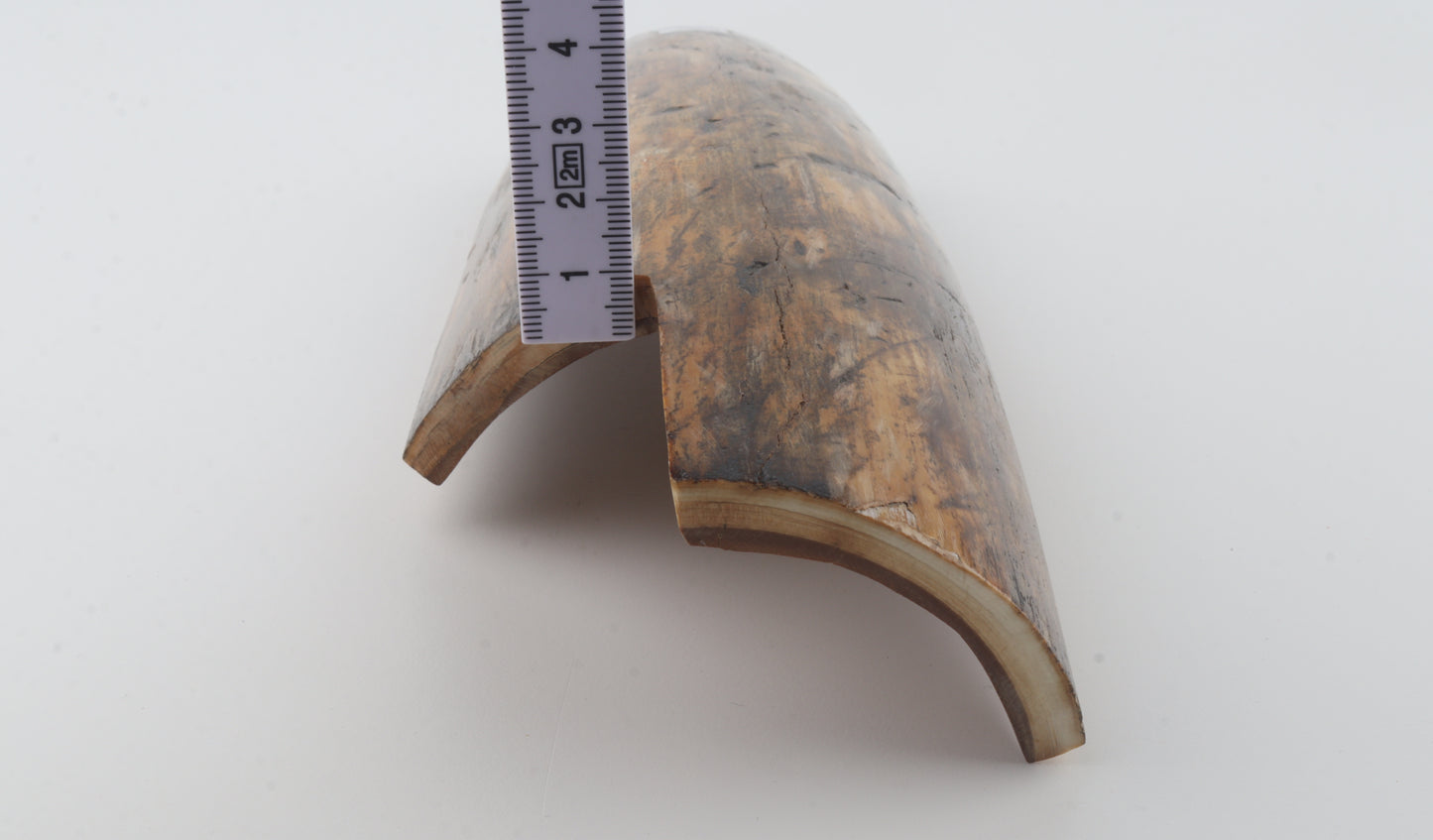 Brown-orange mammoth bark
