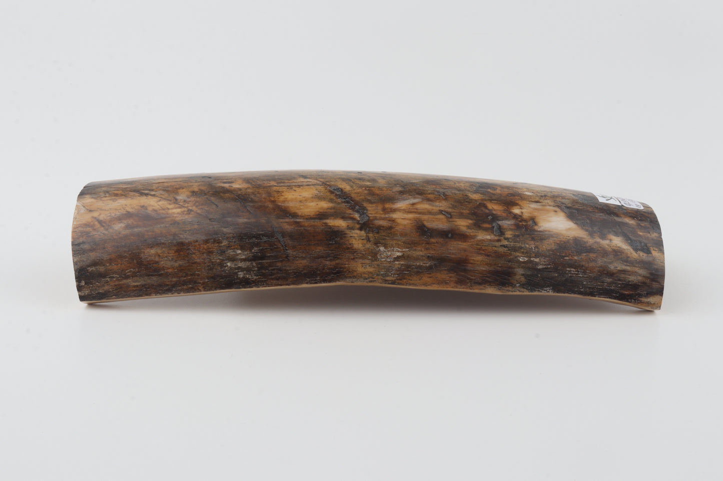 Brown-orange mammoth bark