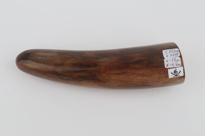 Restored woolly mammoth tusk tip