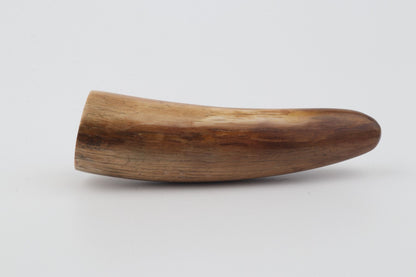 Restored woolly mammoth tusk tip