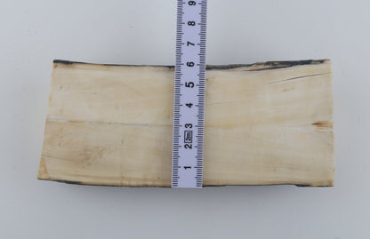 Natural mammoth ivory piece