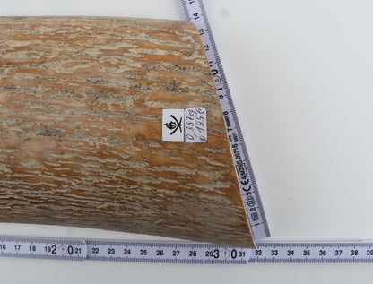 Caramel mammoth bark