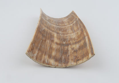 Caramel mammoth bark