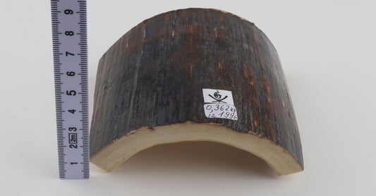 Brown-blue mammoth bark