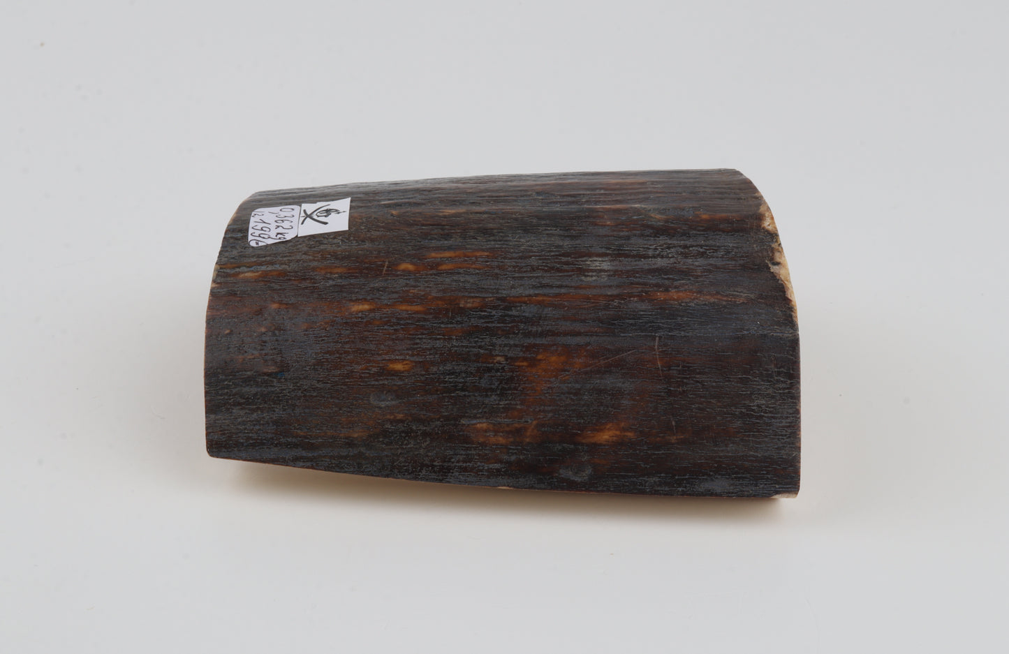 Brown-blue mammoth bark