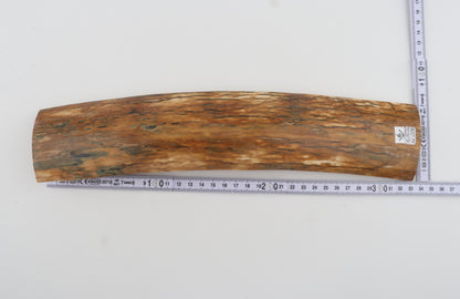 Orange mammoth bark