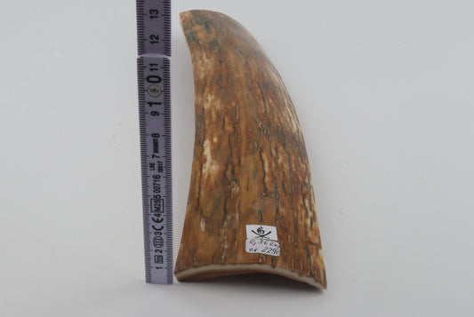 Orange mammoth bark