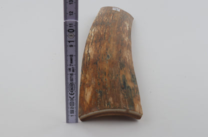Orange mammoth bark
