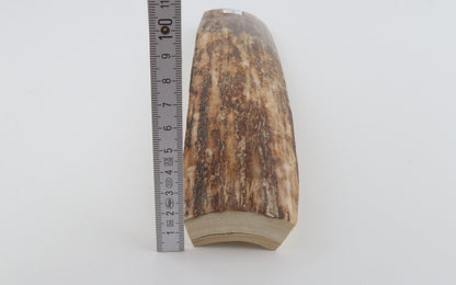 Beige-brown mammoth bark
