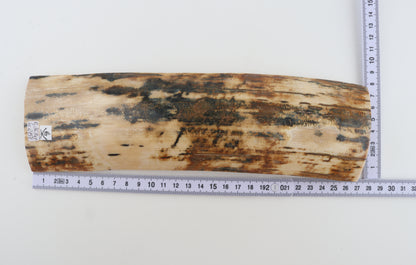 Natural woolly mammoth bark