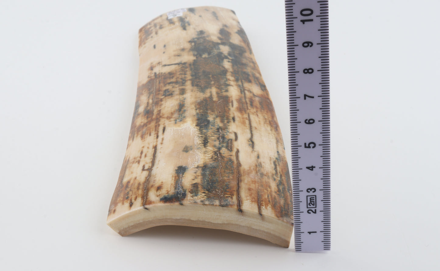 Natural woolly mammoth bark