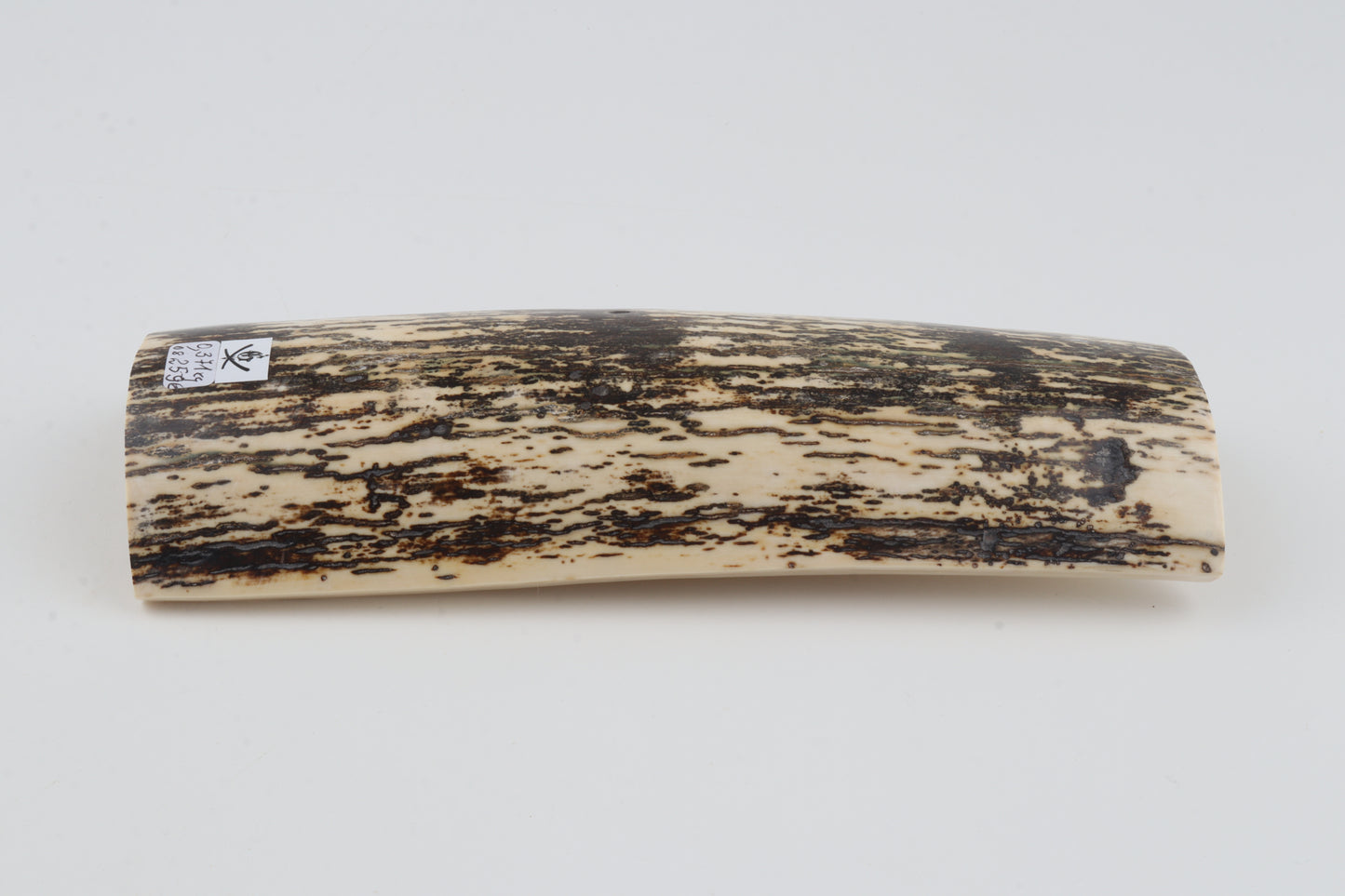 Black-white mammoth bark