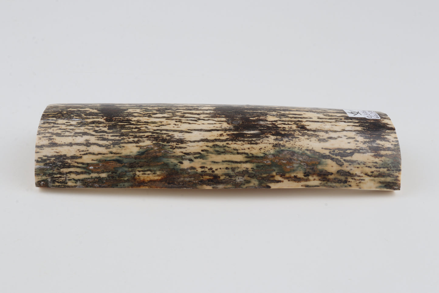 Black-white mammoth bark