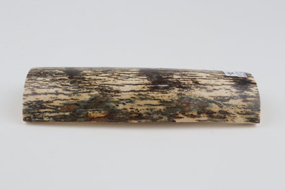 Black-white mammoth bark