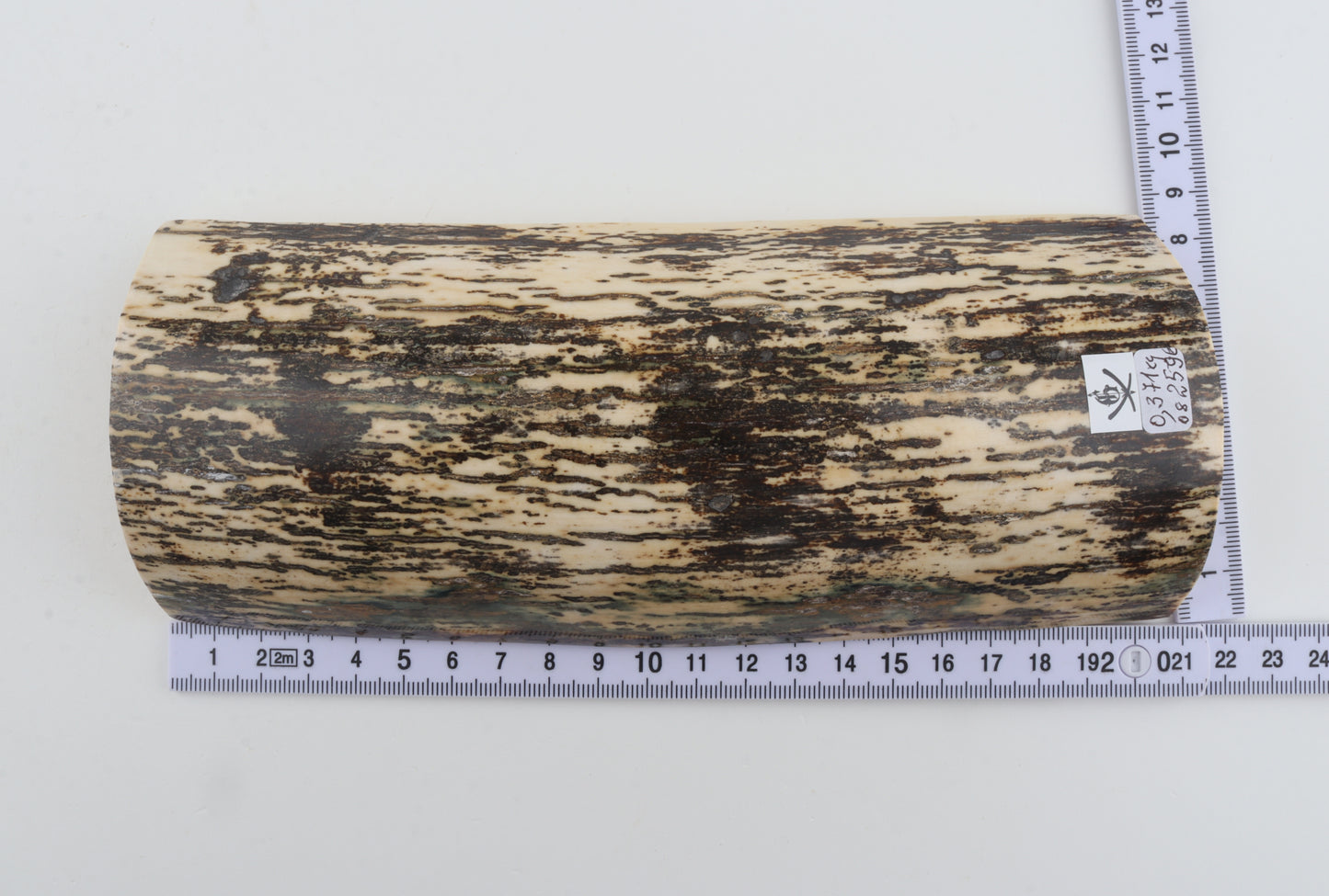 Black-white mammoth bark
