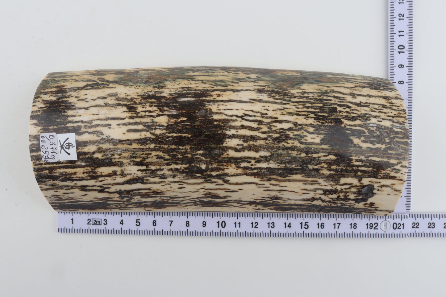 Black-white mammoth bark