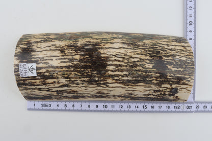 Black-white mammoth bark
