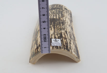 Black-white mammoth bark
