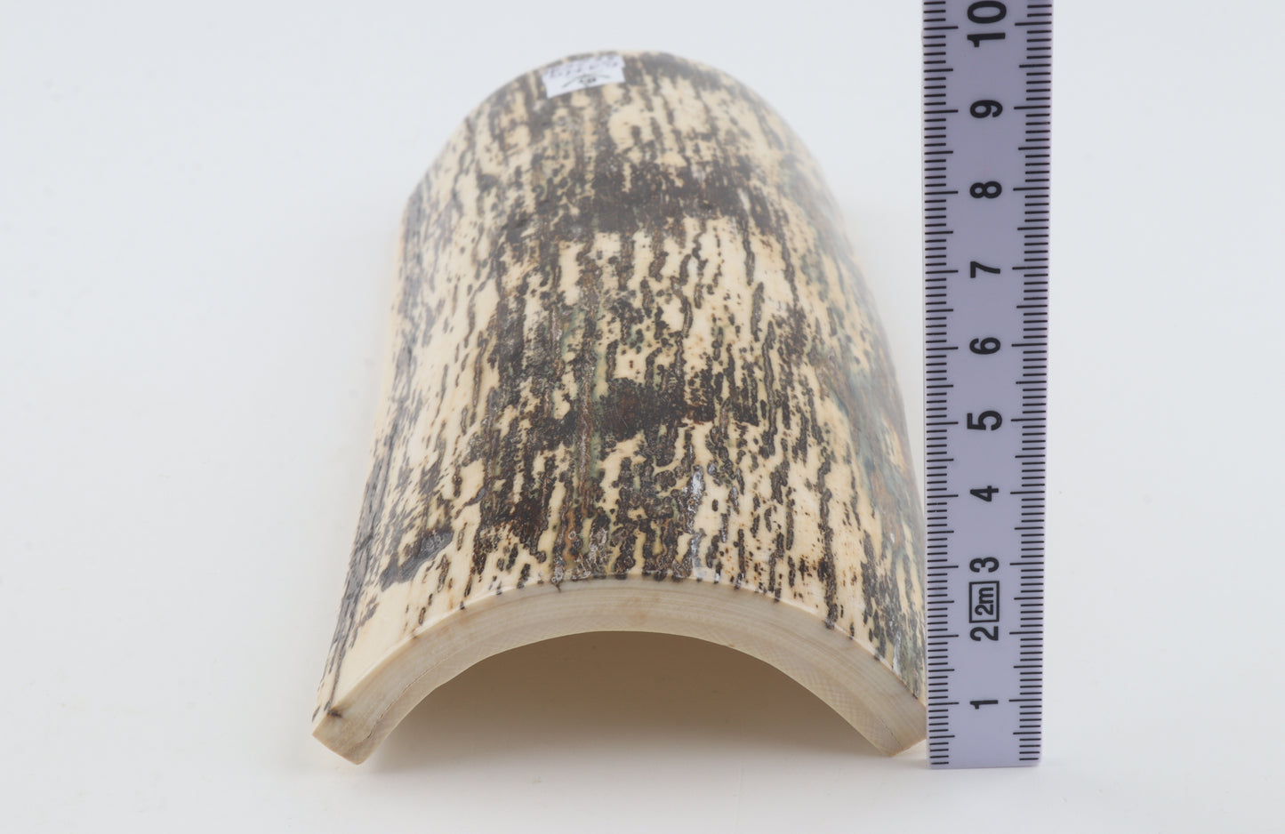 Black-white mammoth bark