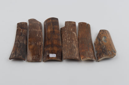 Brown mammoth bark pieces