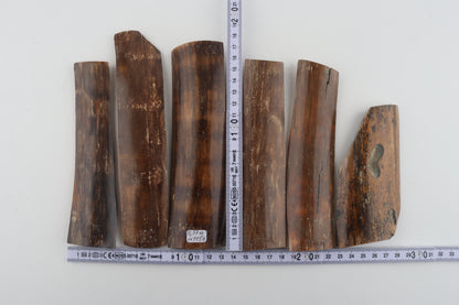 Brown mammoth bark pieces