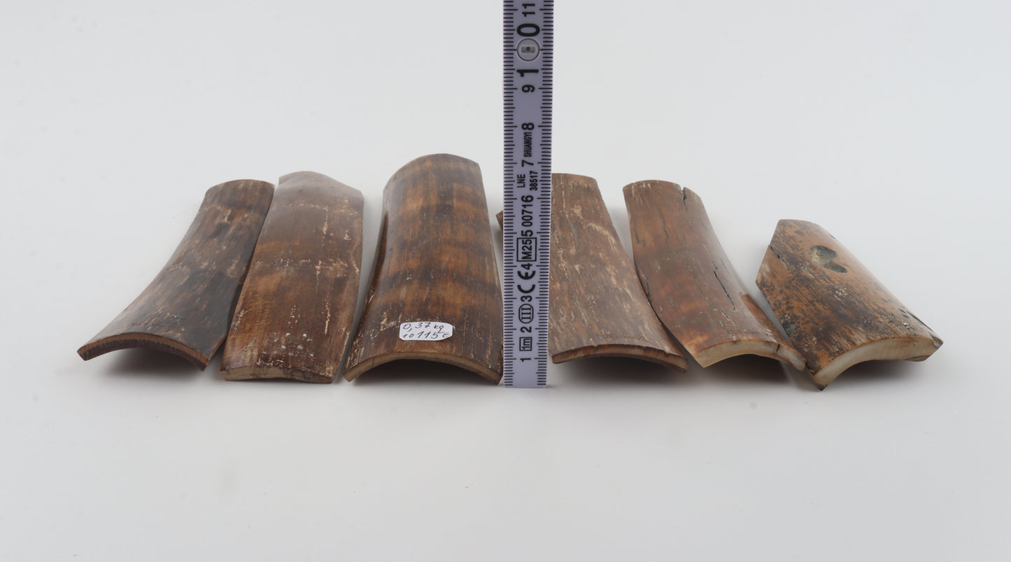 Brown mammoth bark pieces