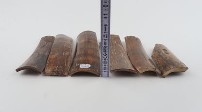 Brown mammoth bark pieces