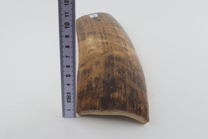 Mustard mammoth bark